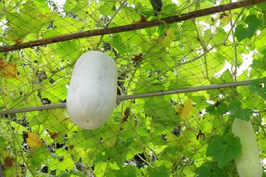 Kapağın binanın içinde sürünürken çekilmiş fotoğrafı.