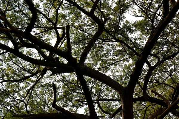 Uma Fotografia Dos Ramos Uma Grande Árvore Noite — Fotografia de Stock