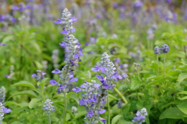 Mor çiçekli bir grup bitkinin yakın plan fotoğrafı..