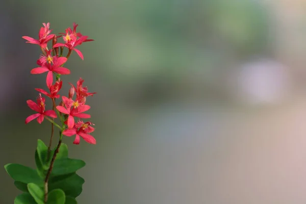 Nahaufnahme Von Blumen Auf Verschwommenem Hintergrund — Stockfoto