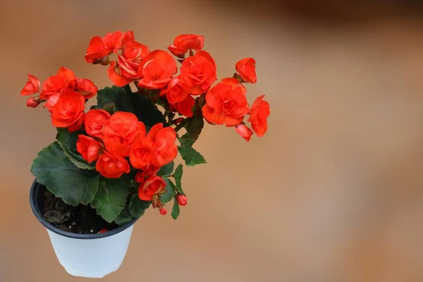 Bulanık Arkaplanda Çiçeklerin Yakın Plan Fotoğrafı — Stok fotoğraf
