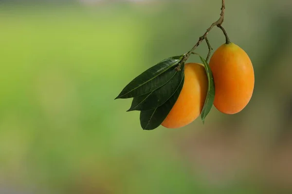 Close Photo Maprang Fruit Blurred Background — Stock Photo, Image