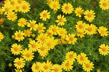 Yoğun sarı çiçeklerin tam çiçek açtığı yakın plan