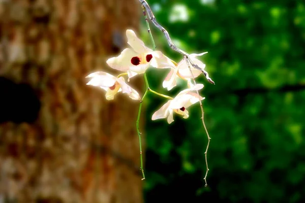 Фото Орхидей Цветущих Большом Дереве — стоковое фото