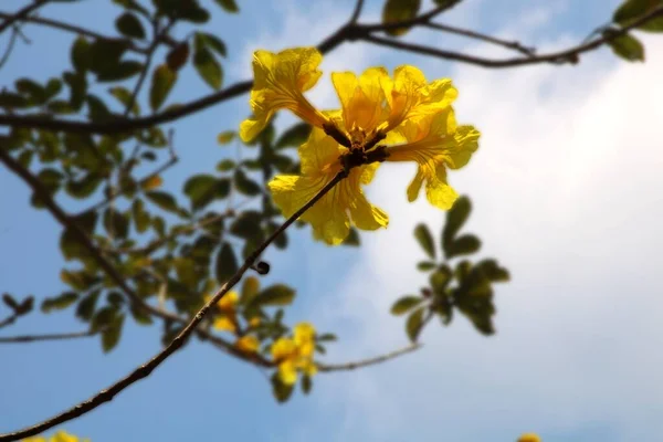 Fotografía Árbol Grande Con Flores Amarillas Sobre Fondo Borroso —  Fotos de Stock
