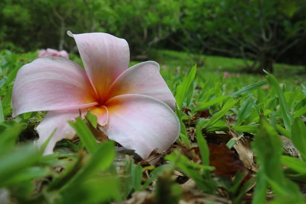 Foto Cerca Flores Frangipani Caídas Sobre Fondo Borroso —  Fotos de Stock