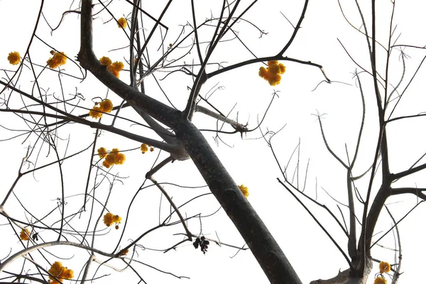 白い背景に黄色の花を持つ大きな木の孤立したイメージ — ストック写真