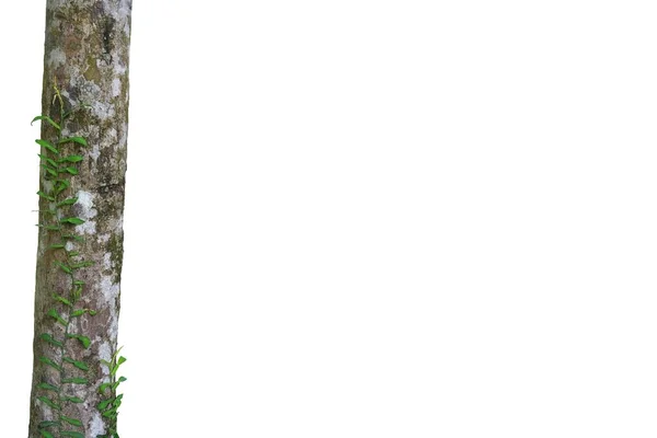 Beyaz Arka Planda Tünemiş Bitkilerle Izole Edilmiş Bir Ağaç Gövdesi — Stok fotoğraf