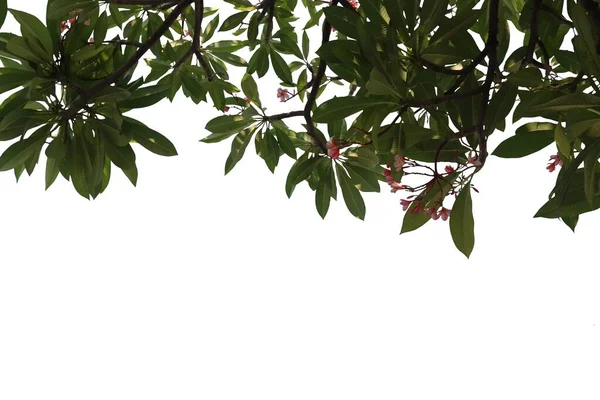 Ізольована Картина Гілок Дерев Придатна Ілюстрації Білому Тлі — стокове фото