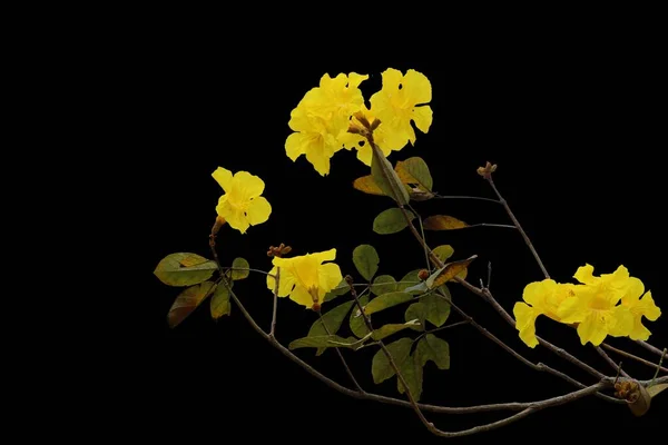 Isolated Photo Yellow Flower Taken Close Black Background — Stock Photo, Image