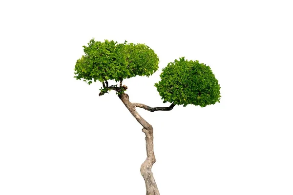 Foto Isolata Dell Albero Bonsai Sfondo Bianco — Foto Stock