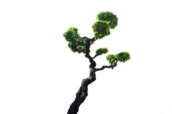 Foto Isolata Dell Albero Bonsai Sfondo Bianco — Foto Stock