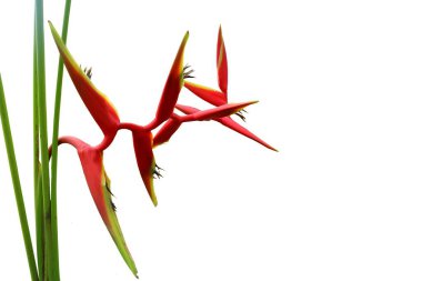 Beyaz arka planda parlak kırmızı bir buketin izole edilmiş görüntüsü..