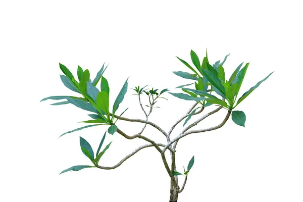Beyaz Arka Planda Bir Frangipani Ağacının Izole Edilmiş Görüntüsü — Stok fotoğraf