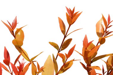 Beyaz arkaplanda kırmızı yapraklı bitkinin izole edilmiş görüntüsü.