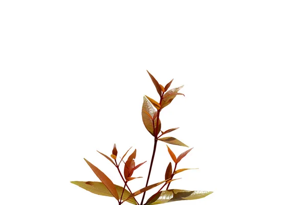 Isolated Image Red Leafy Plant White Background — Stock Photo, Image