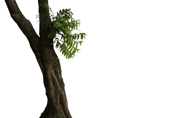 배경에 자리잡고 커다란 나무줄기의 이미지 — 스톡 사진