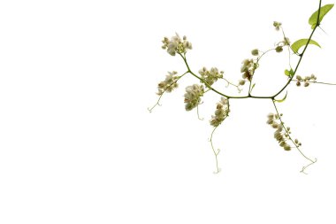 Beyaz bir arka planda beyaz çiçek izole görüntü