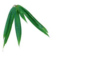 Beyaz arkaplanda bambu yapraklarının izole edilmiş resmi