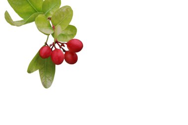 Beyaz arkaplanda kırmızı meyve ağacının izole edilmiş görüntüsü.