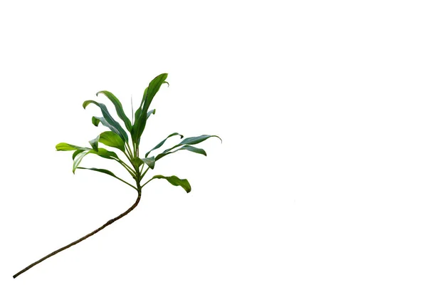Isolated Image Green Leafy Plant White Background — Stock Photo, Image