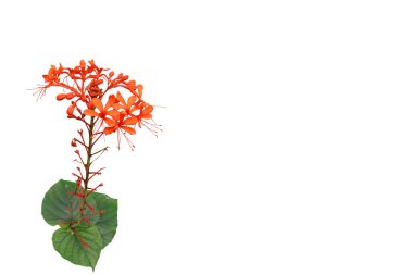 Siyah arkaplanda parlak turuncu bir buket resmi var..