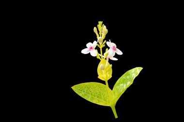 Siyah arkaplandaki buketin izole görüntüsü.