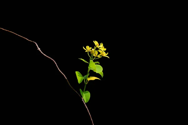 Isolated photo of yellow flowering vines on black background.