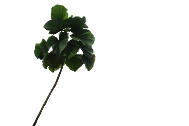 Beyaz arkaplandaki palmiye ağaçlarının izole edilmiş görüntüsü.