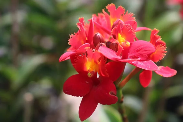 Foto Cerca Hermosas Flores Naturaleza — Foto de Stock