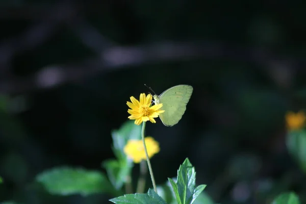 Close Foto Belas Flores Natureza — Fotografia de Stock