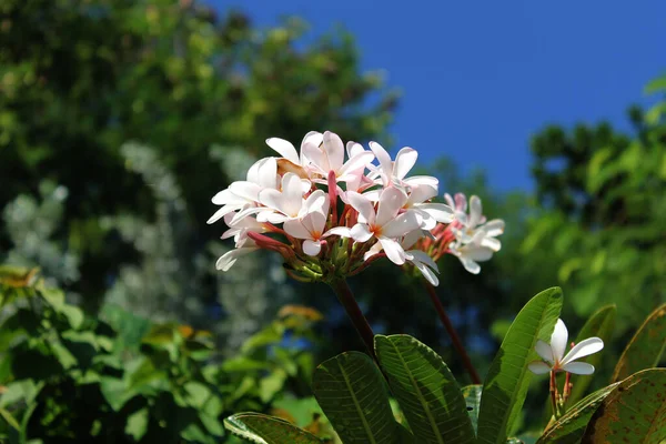 Photos Belles Plumeria Fleurs Dans Nature — Photo