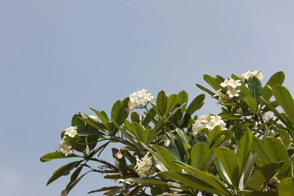 자연계에 아름다운 꽃양배추의 — 스톡 사진