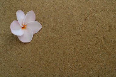 Kuma dizilmiş Frangipani çiçeklerinin yakın plan fotoğrafı.