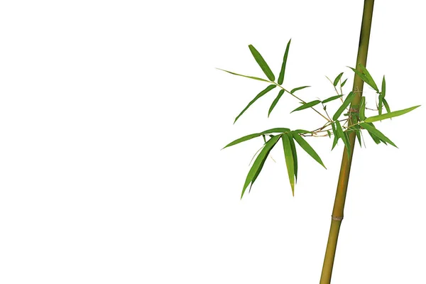 Изолированное Изображение Бамбуковых Растений Белом Фоне — стоковое фото