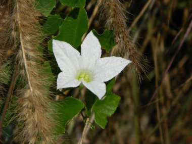 Bahçedeki bulanık arka planda beyaz çiçeklerin yakın plan fotoğrafı..