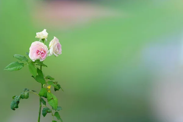 Primer Plano Una Rosa Rosa Sobre Fondo Borroso —  Fotos de Stock