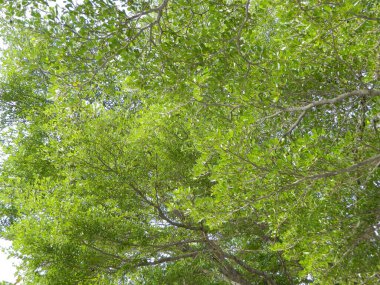   Doğadaki yoğun dalların fotoğrafları..                       