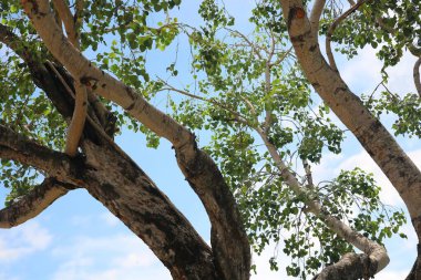Arkasında yeşil ağaçlar ve mavi gökyüzü olan büyük bir ağaç..