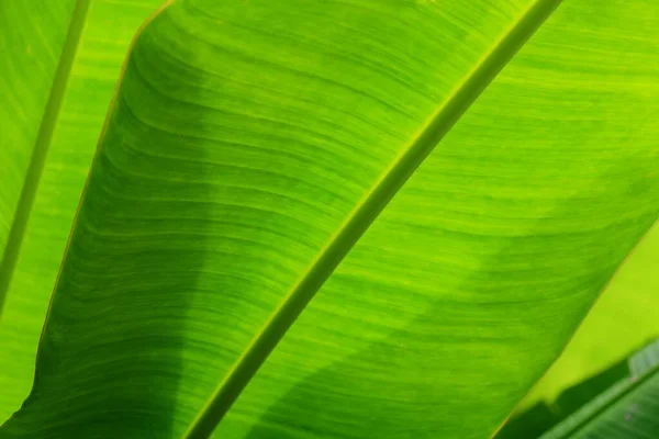 close up texture of banana leaf