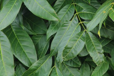 Bahçedeki bir bitkinin yeşil yaprakları