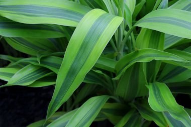 Bahçede yeşil yapraklar