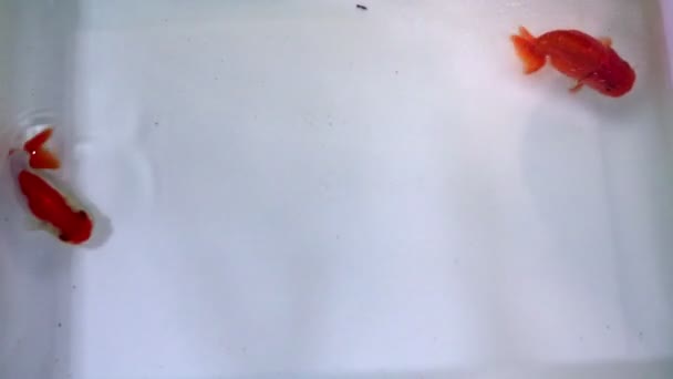 Poisson Rouge Nageant Dans Bain Blanc Gros Plan — Video