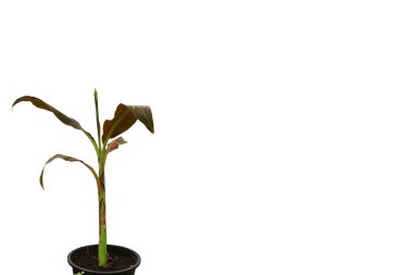 Beyaz arka planda bir tencerede Hint kırmızı muz ağacı