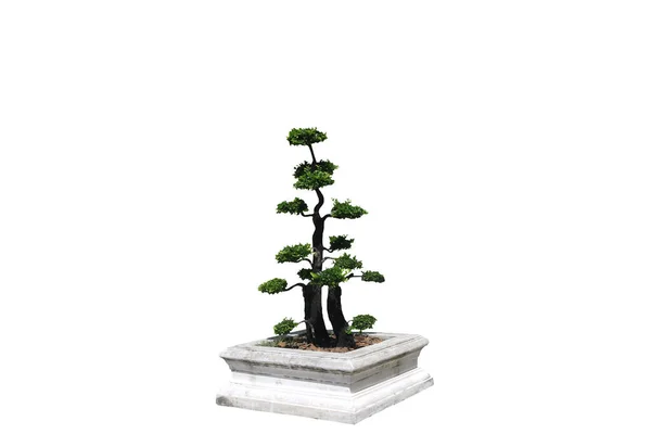 Bonsai Tree Pot Isolated White Background — Stock Photo, Image