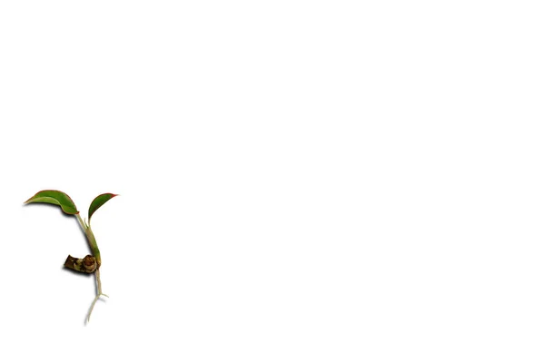 Green Plant Isolated White Background — Stock Photo, Image