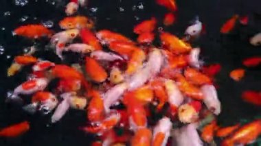 Göletteki bir sürü balık yemek yiyor..