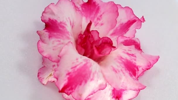 Close Van Roze Adenium Bloemen Een Draaiend Dienblad — Stockvideo