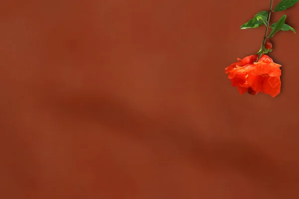 Isolated image of pomegranate flowers on a blurry background.