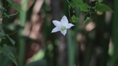 Video of a vine with white flowers blowing in the wind in nature